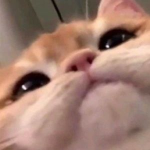 Meet your Posher, Lexi